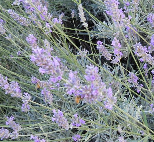 Lavanda